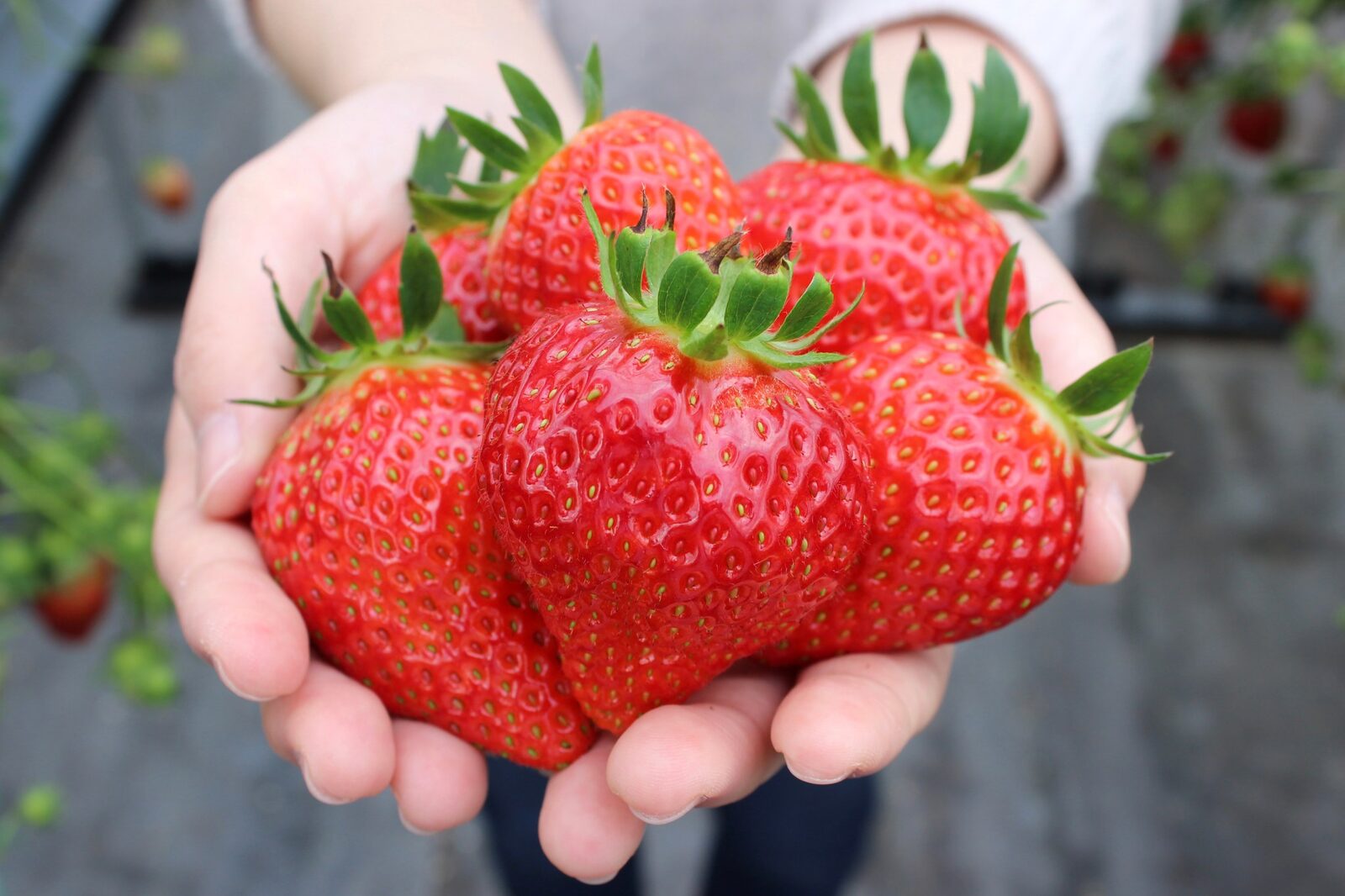 Strawberry Picking Spots in Miyagi Prefecture 2024/宮城県内のいちご狩りスポット2024